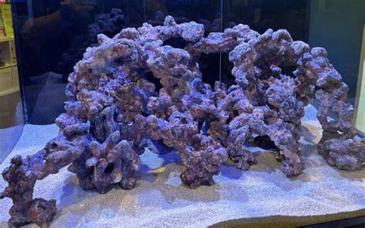 How do you start a reef tank?