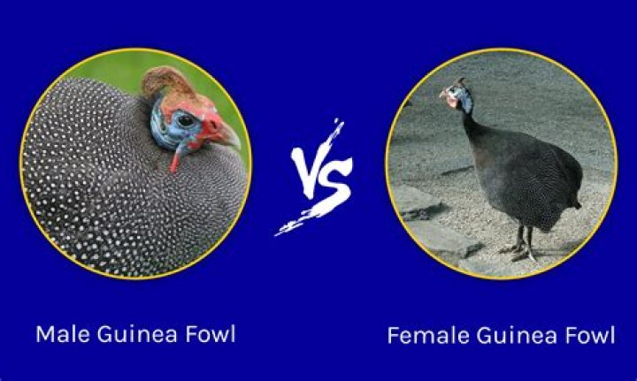How do you tell if a guinea is a male or female?