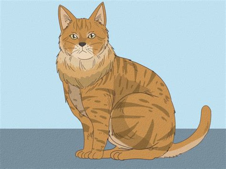How do you tell if it's a bobcat?