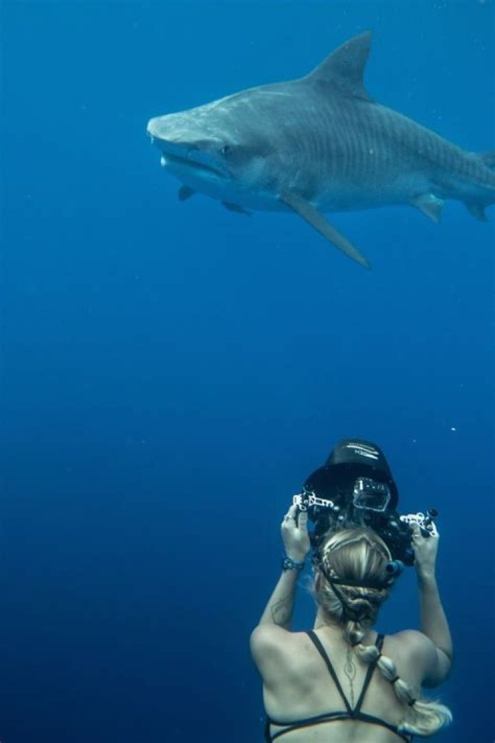 How do you track Mary the shark?