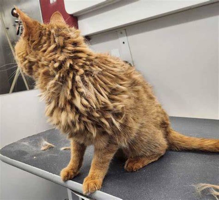 How do you treat a stud tail?