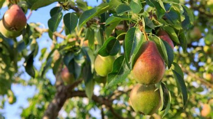 How do you treat fungus on a pear tree?