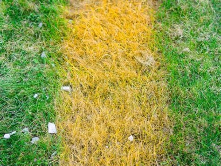 How do you turn grass into hay?