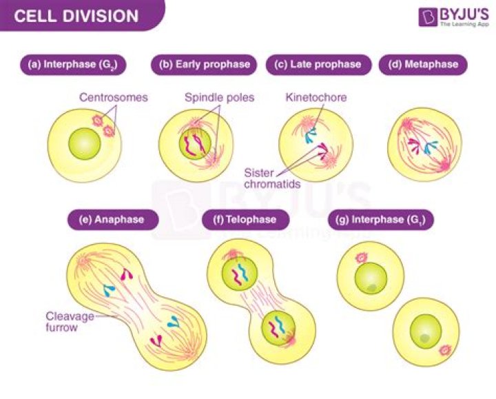 How does a cell divide?