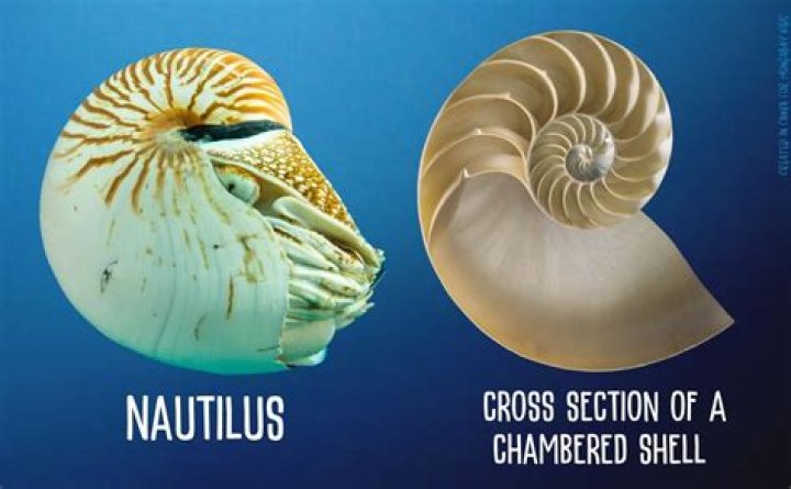 How does a Nautilus move?