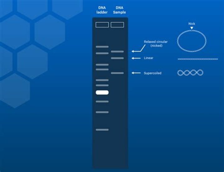 How does DNA get pushed through the gel filter?