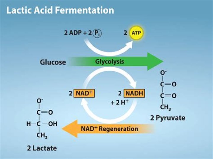 How does fermentation generate ATP?