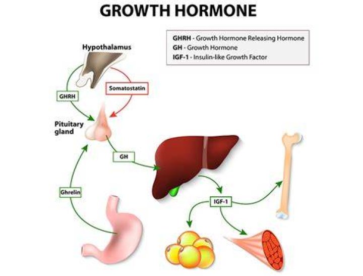 How does growth hormone work?