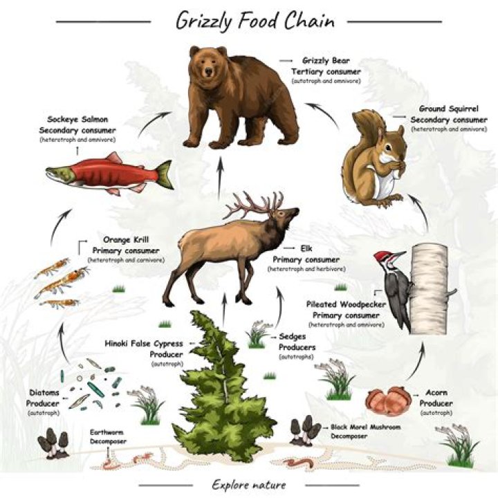 How does hunting bring about an imbalance in the food chain?