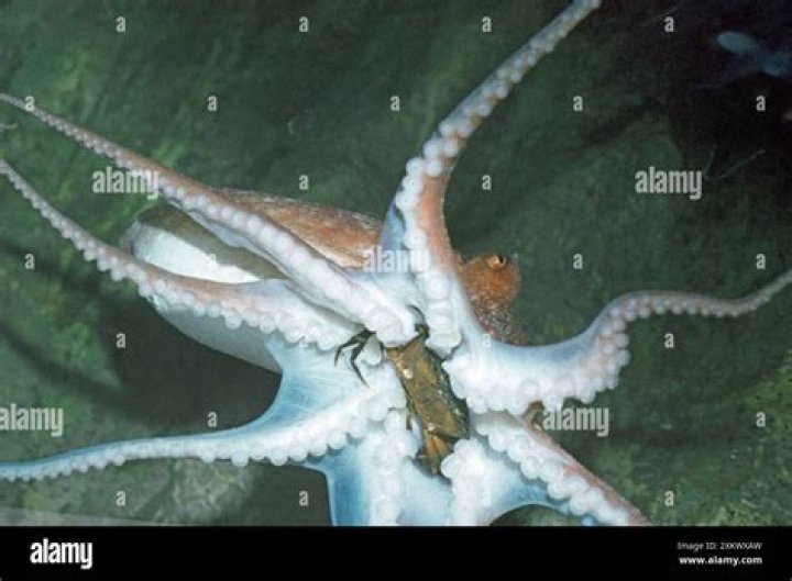 How does Octopus eat crab?