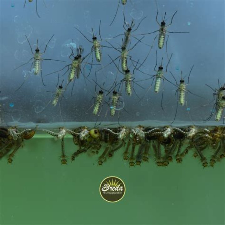 How does stagnant water help mosquitoes?