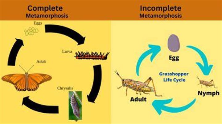 How does the family change in the metamorphosis?