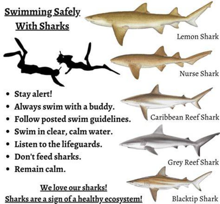 How far back do sharks date?