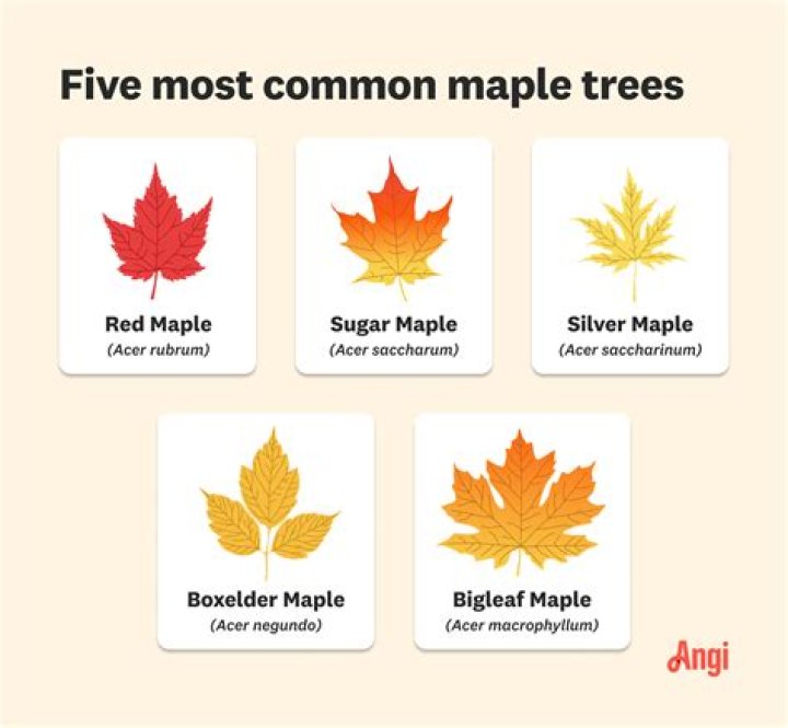 How far do you drill to tap a maple tree?