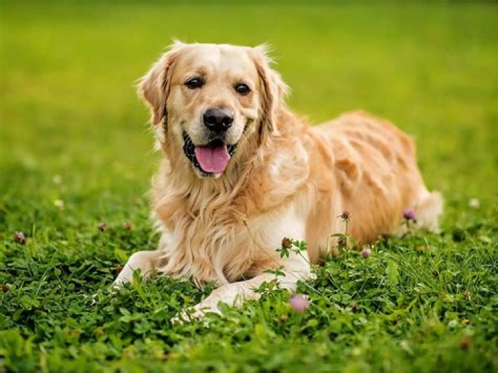 How far is golden from Jasper?