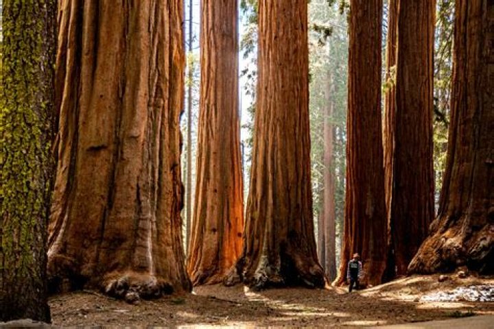 How far is Sequoia from San Jose?
