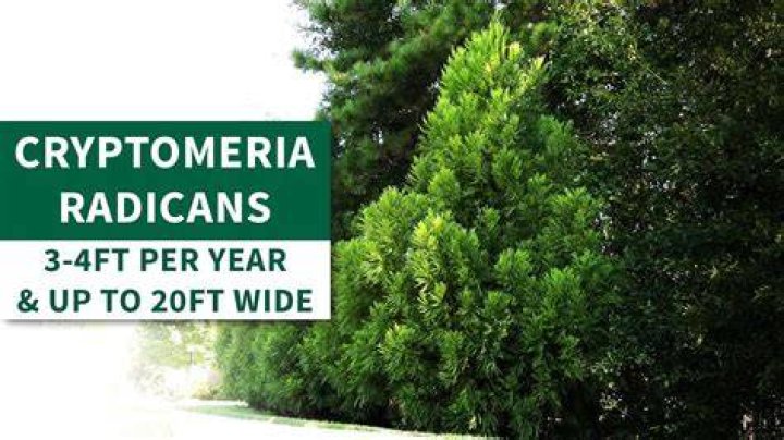 How fast does Cryptomeria radicans grow?