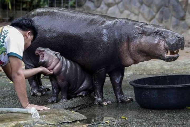 How long can a hippo's teeth get?
