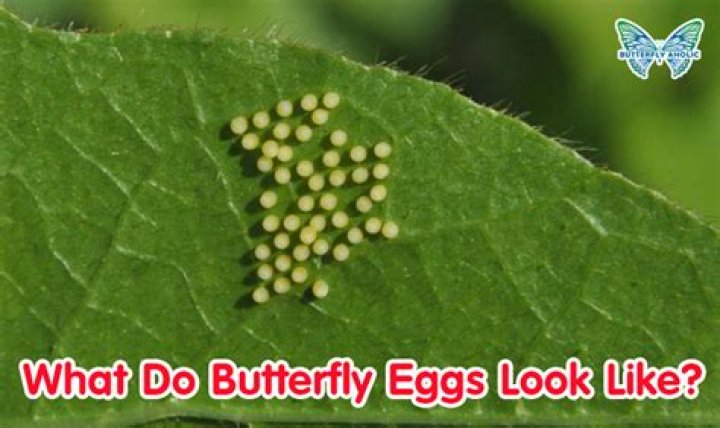 How long do butterfly eggs take to develop?