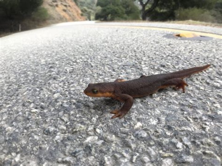 How long do California newts live?