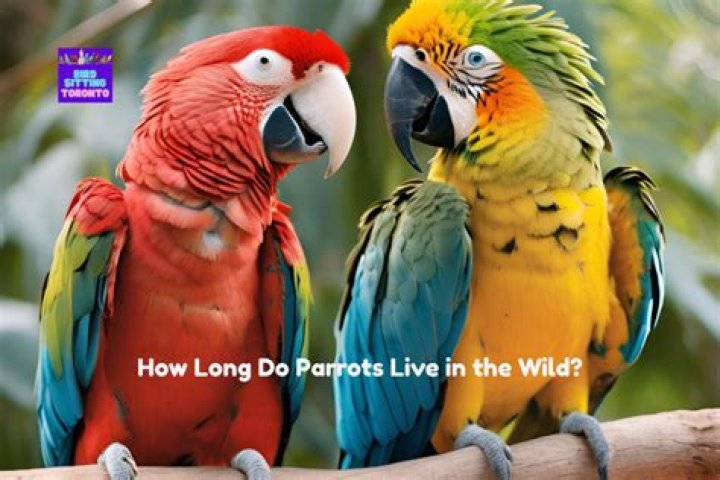 How long do Chatterbox parrots live?