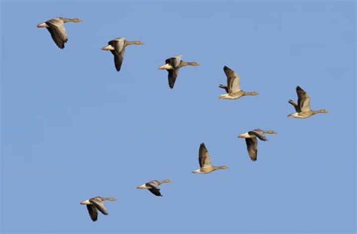 How long do geese take to mature?