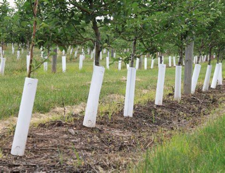 How long do tree guards last?