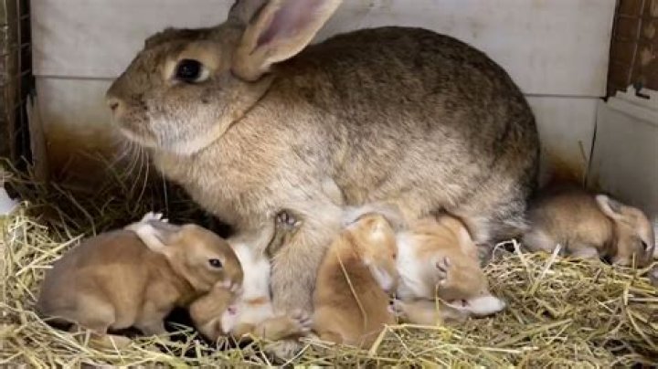 How long do wild rabbits stay with their mother?