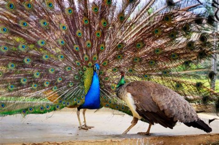 How long does a peacock live?