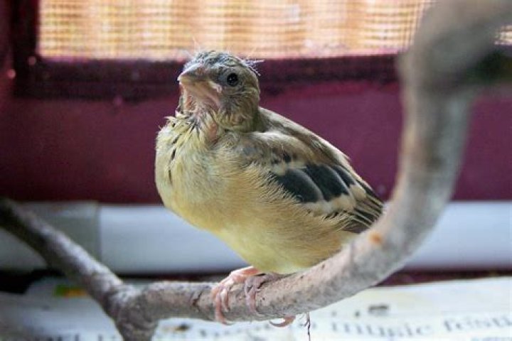 How long does it take for a baby bird to become a fledgling?