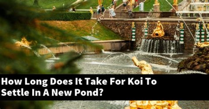 How long does it take for koi to settle in a new pond?