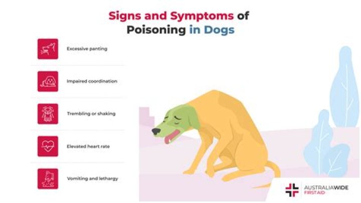 How long does lily poisoning take dogs?