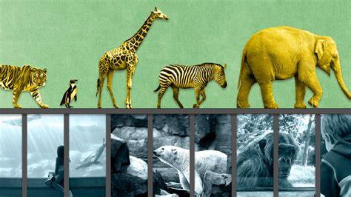 How many animals will be in Planet Zoo?