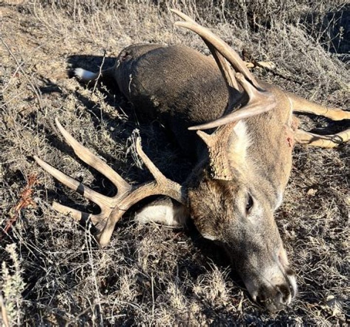 How many deer licenses are sold in Minnesota?