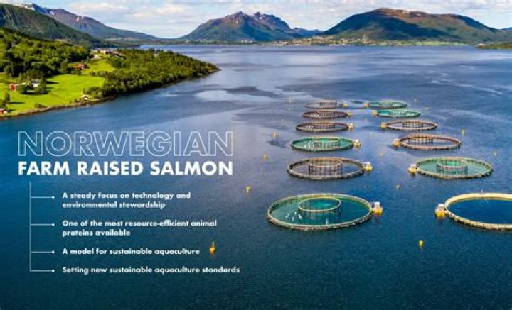 How many does a side of salmon feed?
