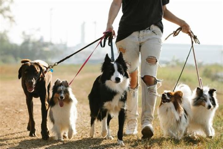 How many dogs can you have in Johnson County?