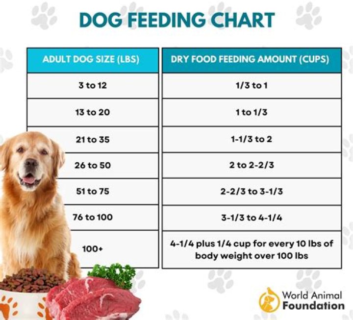 How many grams of food should a kitten eat per day?