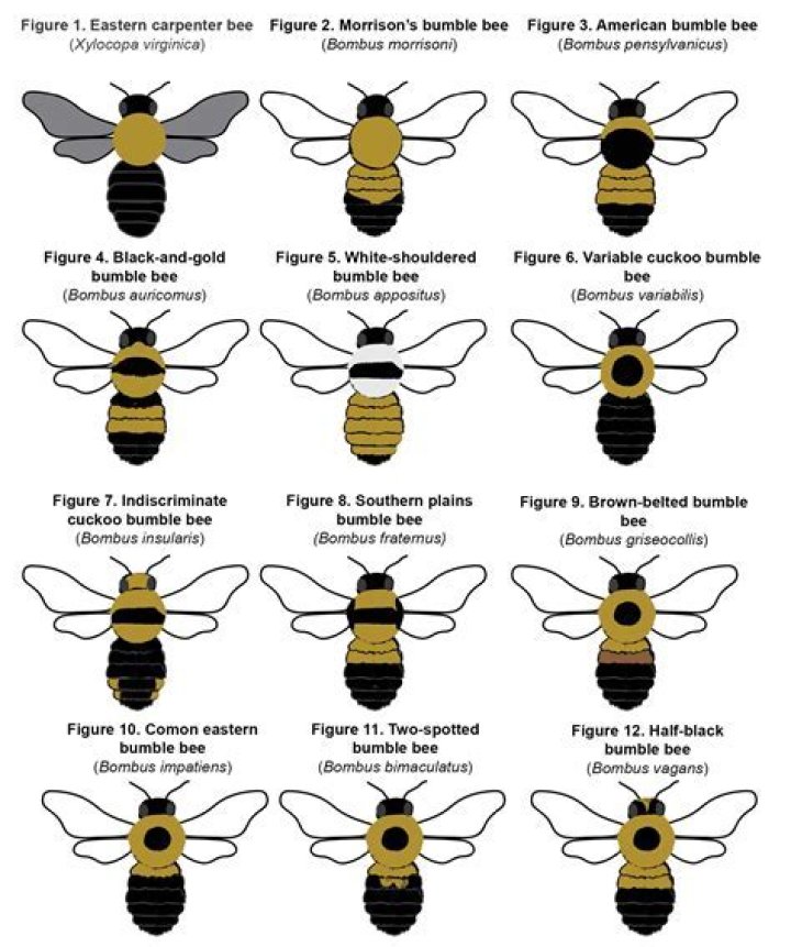 How many legs has a bumble bee?
