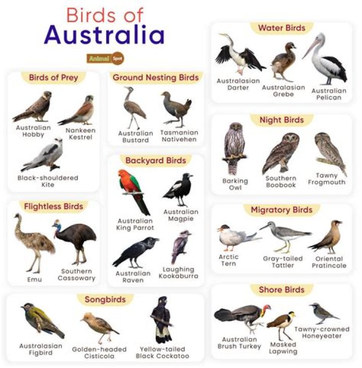 How many native birds are in Australia?