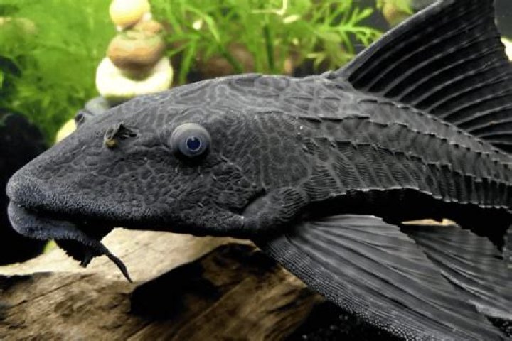 How many Plecos Can I put in a 20 gallon tank?