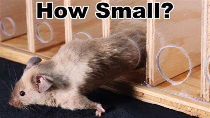 How many rats can I fit in my cage?