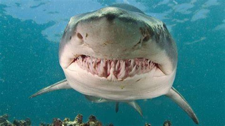How many teeth do sandbar sharks have?