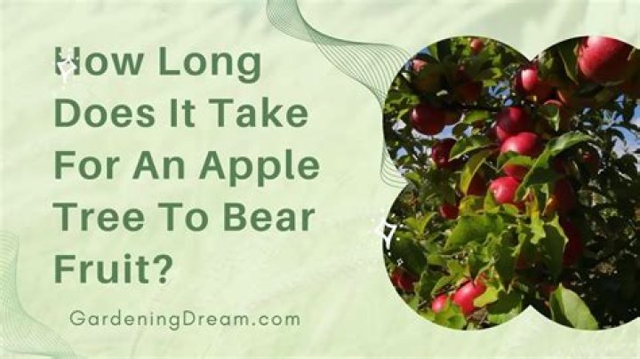 How many years does it take for a fruit tree to bear fruit?