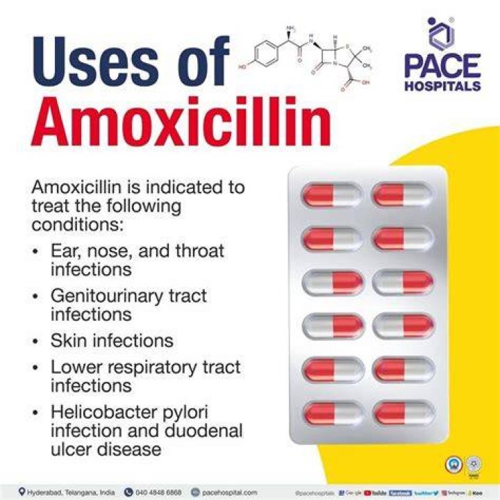 How much amoxicillin do you give a pig?