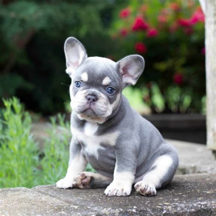 How much are mixed French bulldog puppies?