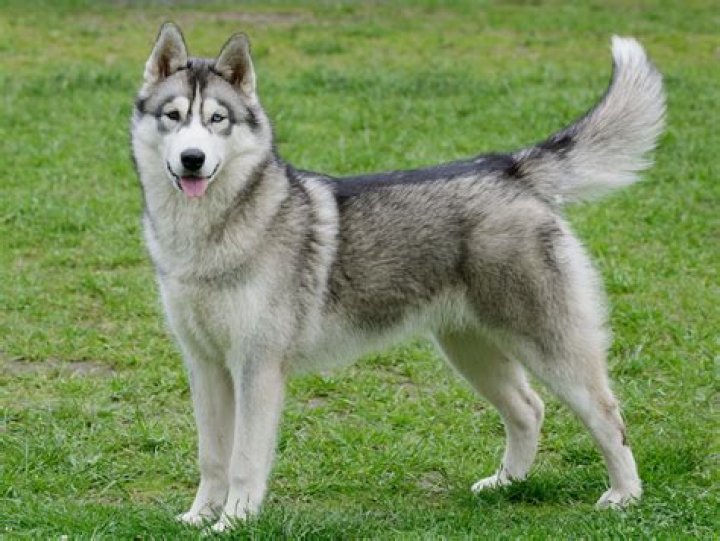 How much are purebred huskies?