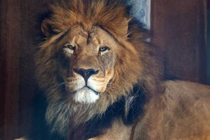 How much can a lion lift?
