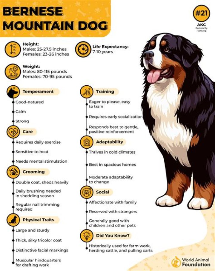 How much does a Bernese mountain dog cost UK?