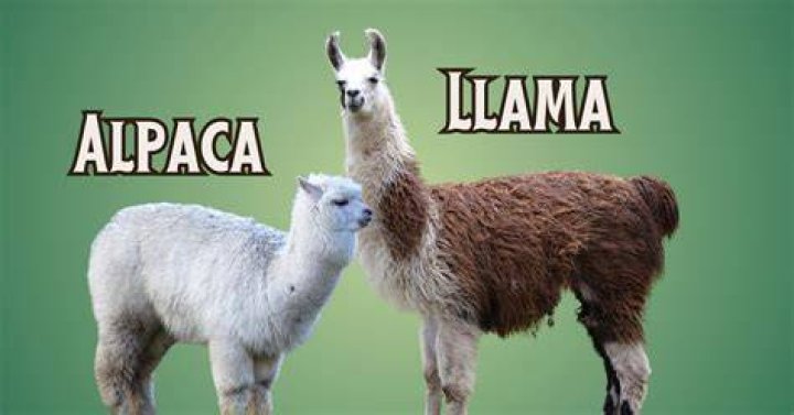 How much does a breeding pair of alpacas cost?