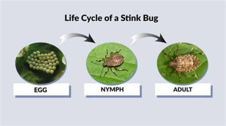 How much does a man faced stink bug sell for?